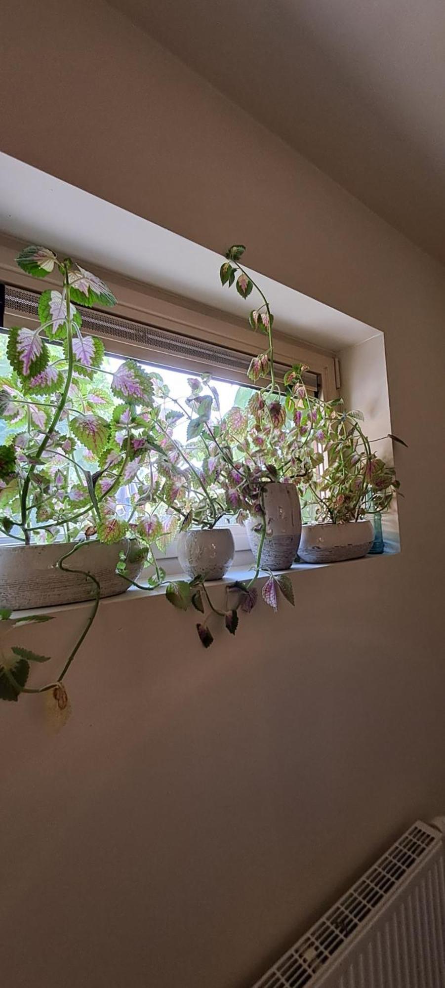 B&B Euverbraeke Beveren Kültér fotó